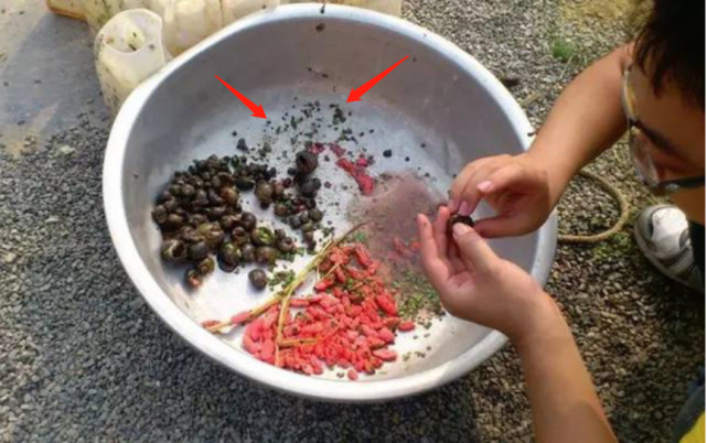 图:用白酒浸泡出来的黑色物质全为福寿螺吐出的寄生虫第二:对农作物