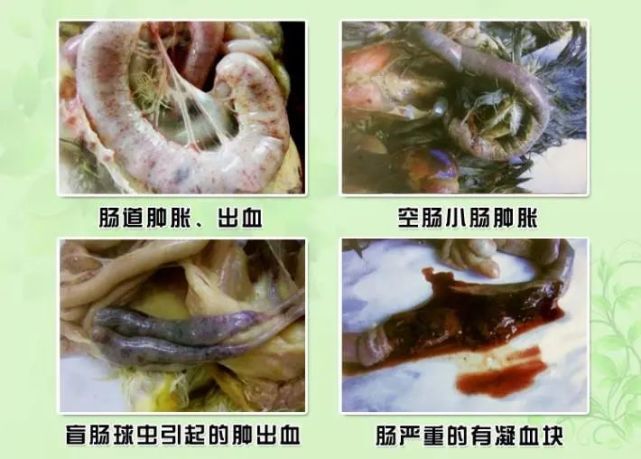 今日推荐丨不同的球虫对蛋鸡肠道的侵害你了解吗