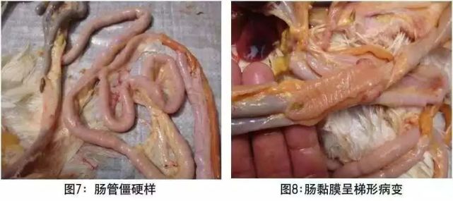今日推荐丨不同的球虫对蛋鸡肠道的侵害,你了解吗?