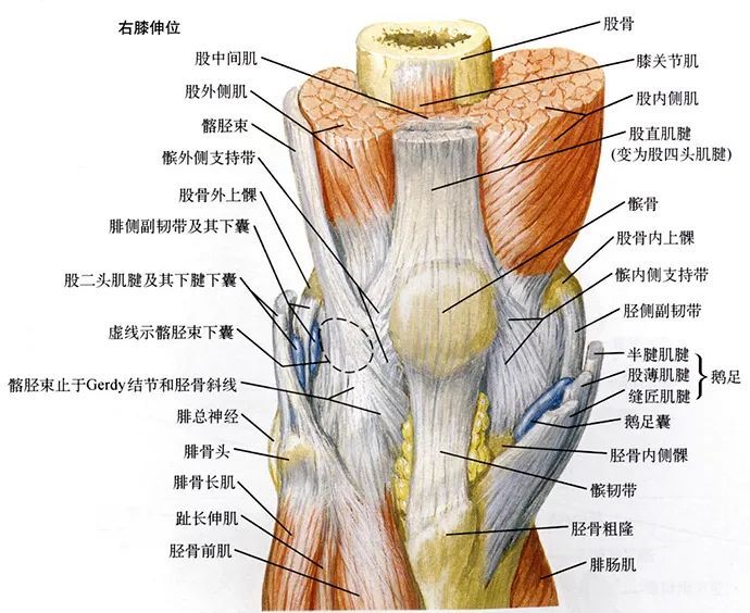 运动不当造成的膝盖伤痛患者 从生理结构来讲 膝盖作为承受体重和运动