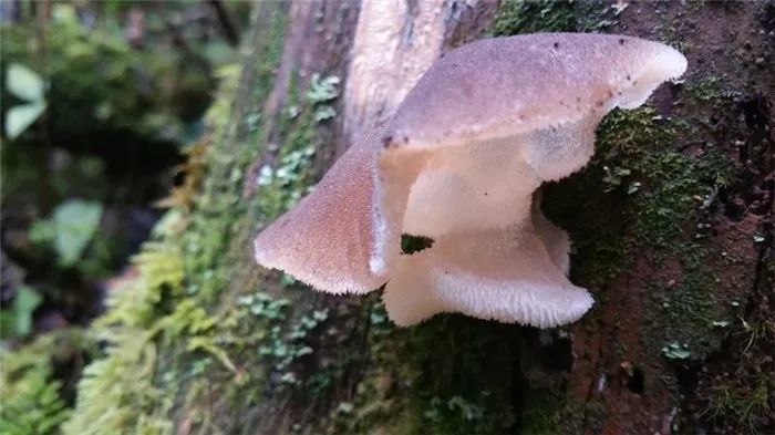 镜头下千奇百怪的雪山野生菌,从另一视觉展现丽江生物多样性之美