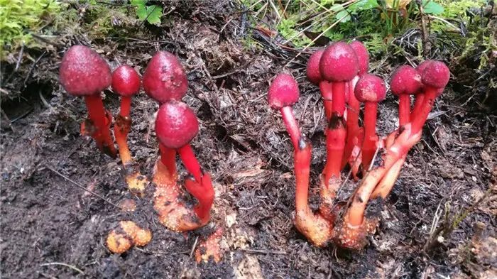 镜头下千奇百怪的雪山野生菌,从另一视觉展现丽江生物