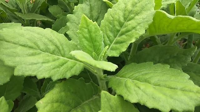 农民叫它"胖儿参,白子菜降"三高,有"神仙草"之美称