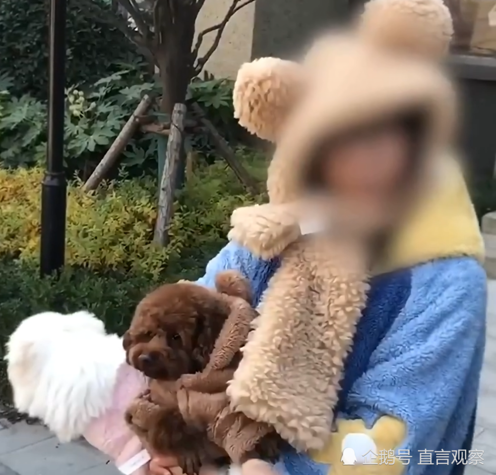 西安狗主叫嚣,狗比别人家娃金贵