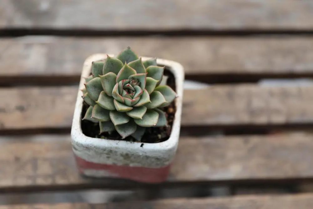 "法比奥拉"景天科拟石莲花属多肉植物,大和锦与静夜的