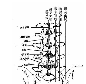腰椎:由内向外侧分割成五条线:棘突线,棘突旁线,关节突线,横突背线