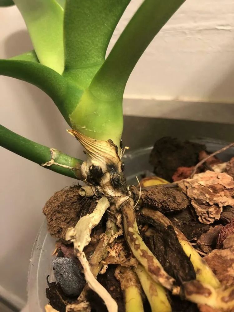 买盆栽蝴蝶兰避坑指南窗台上就能养好每年开花可真不难