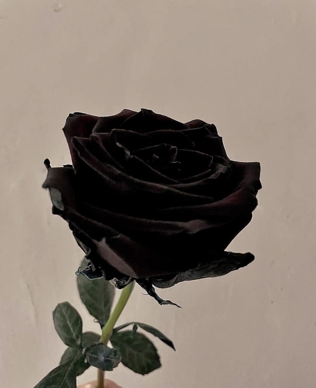 黑玫瑰背景图:我将玫瑰藏于身后,期盼与你赴约