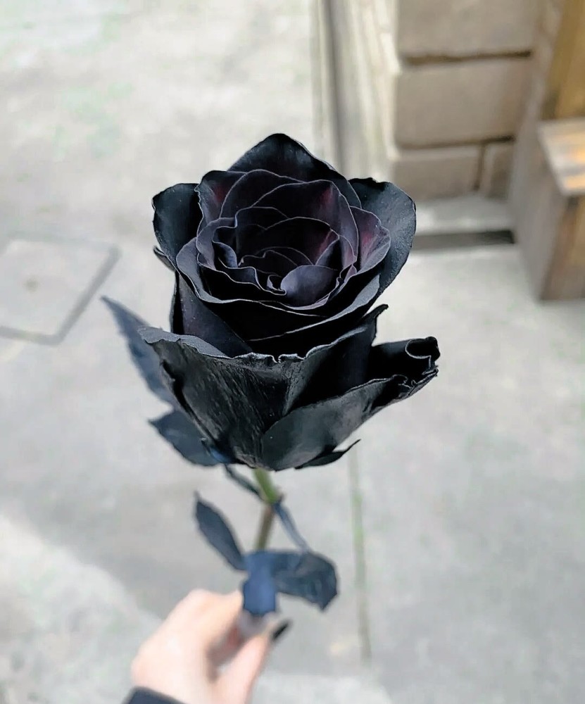 黑玫瑰背景图我将玫瑰藏于身后期盼与你赴约