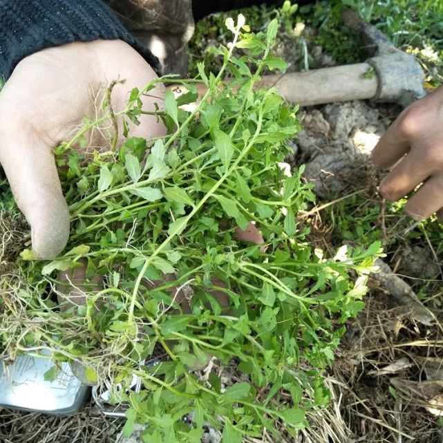 鹅不食草的功效与作用鹅不食草的禁忌人群有哪些