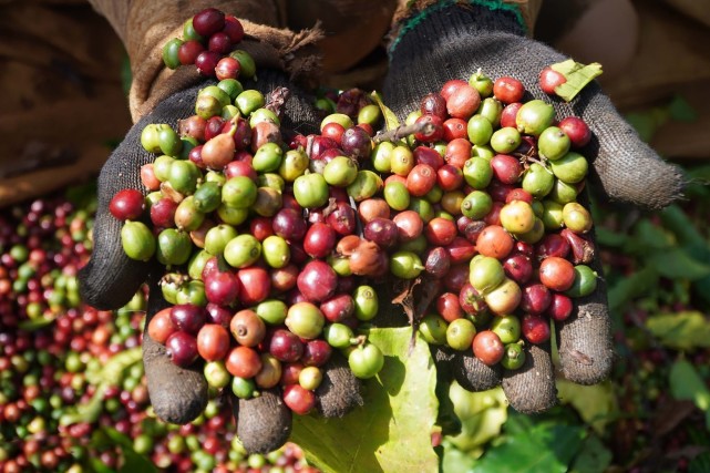 越南咖啡豆进入收获季节,采摘工收入渐涨,约170元到元