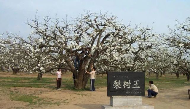砀山"梨树王"入选《中国人文古树大观》