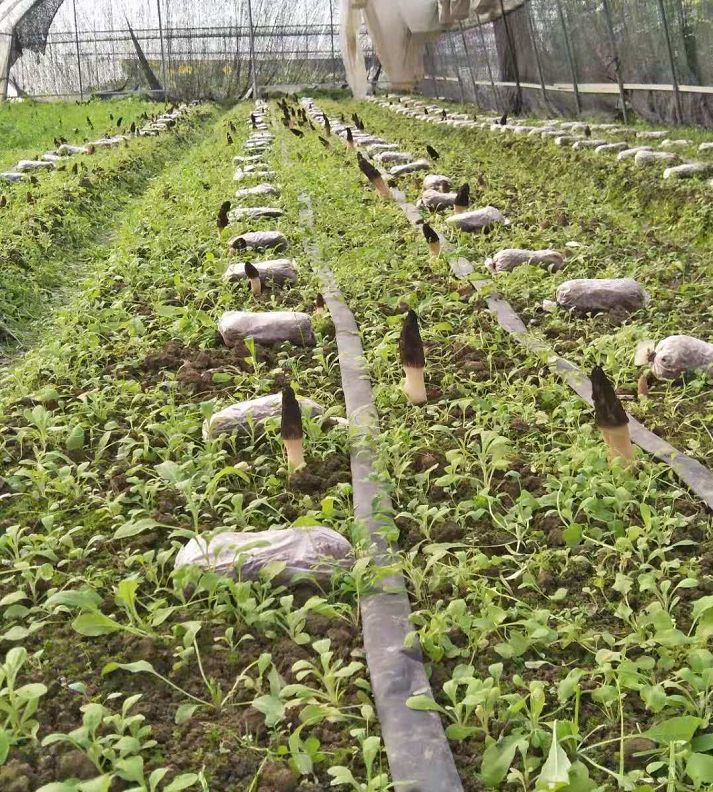 龙泉驿天平村羊肚菌基地助力乡村振兴