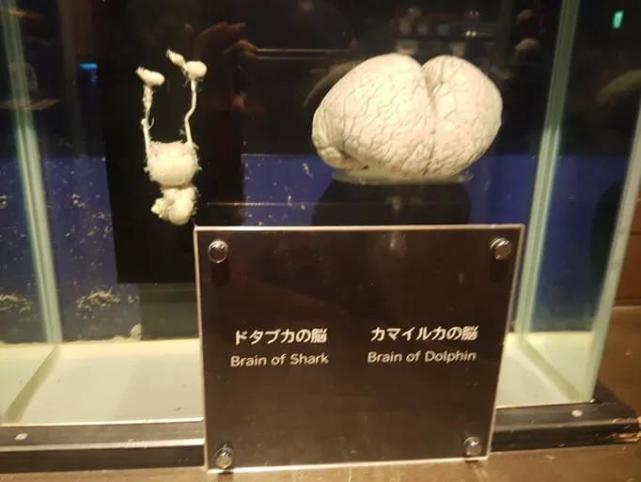 下图中左边的是大鲨鱼的大脑,而右边的海豚的大脑,照这么看海豚的智商