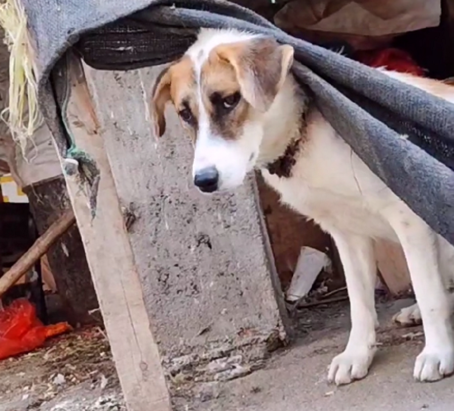 脖子被勒出血,见到主人都想躲的看家犬,哪怕获救了,麻木的狗狗也没有