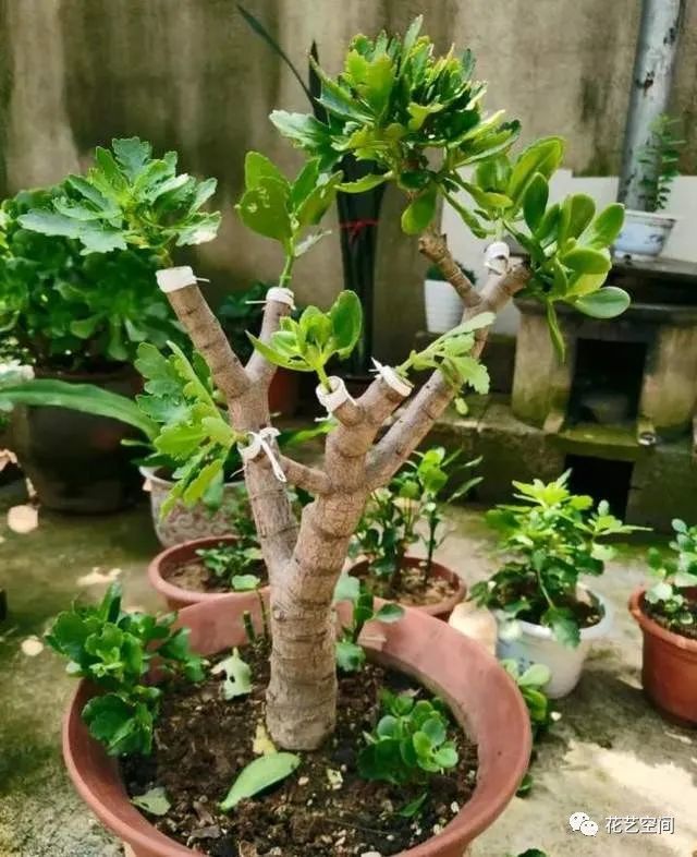玉树插上长寿花开花秒变大花树五颜六色真漂亮