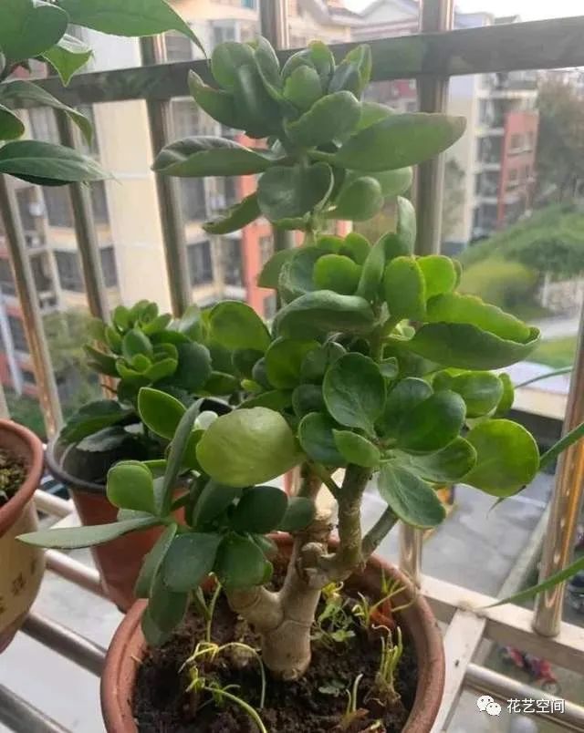 玉树插上长寿花开花秒变大花树五颜六色真漂亮