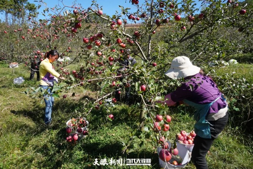 威宁苹果处处呈现一派热闹的丰收景象