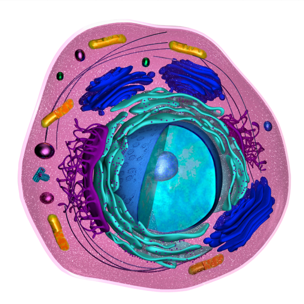 美图分享细胞的精细结构超清大图