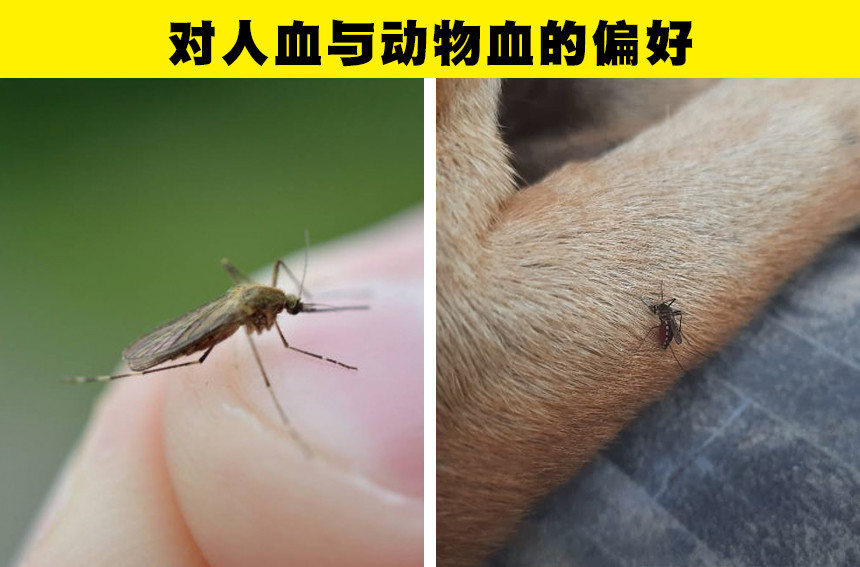 蚊子为什么会发出嗡嗡声 关于蚊子的7个有趣事实,你知道几个