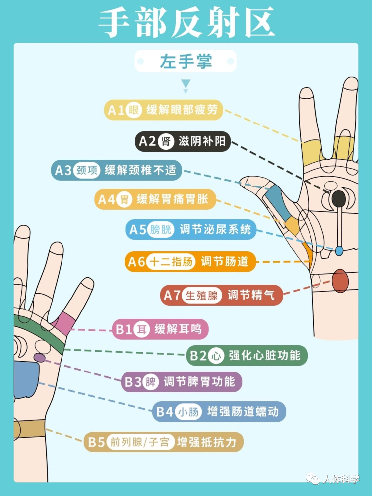 手部反射区手部按摩指南上班养生合法摸鱼