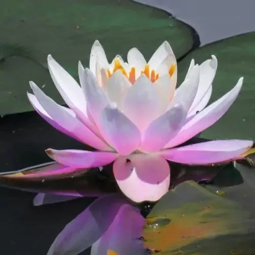 头像|中年佛系荷花莲花多人团头