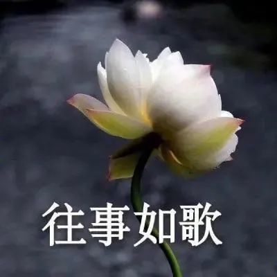 头像|中年佛系荷花莲花多人团头