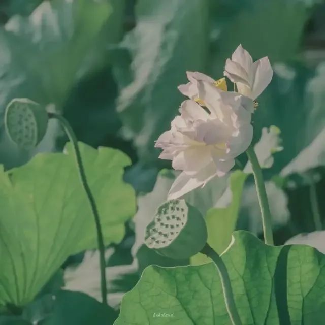 头像中年佛系荷花莲花多人团头