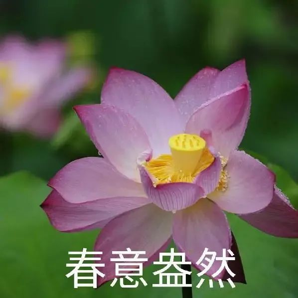 头像|中年佛系荷花莲花多人团头