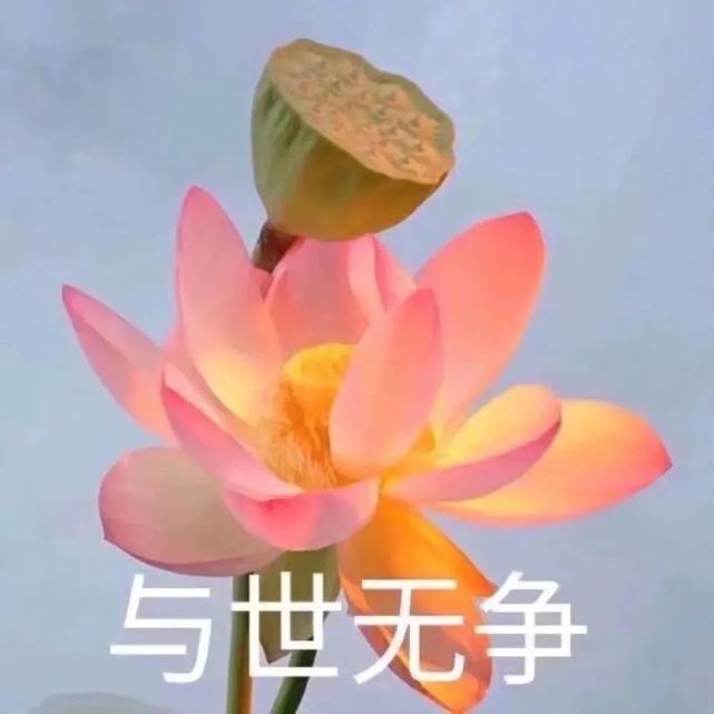 头像|中年佛系荷花莲花多人团头