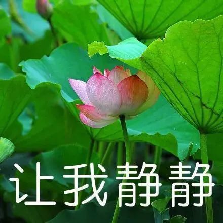 头像|中年佛系荷花莲花多人团头