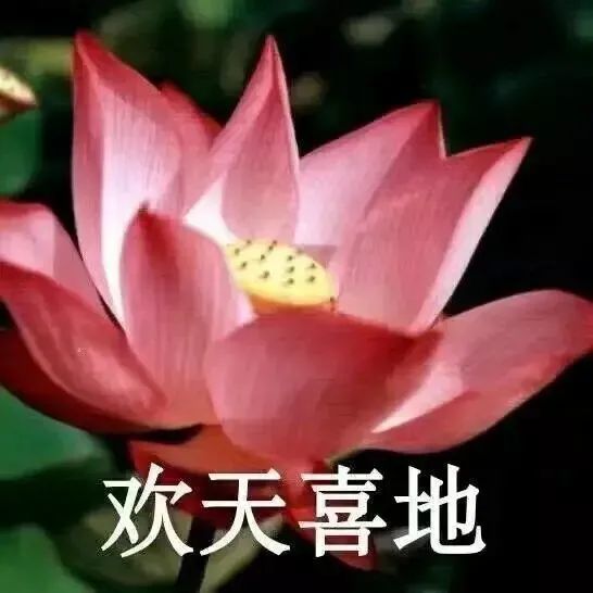 头像|中年佛系荷花莲花多人团头