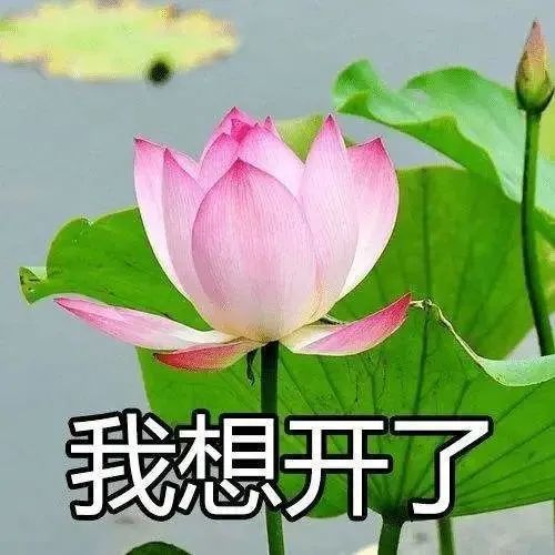 头像|中年佛系荷花莲花多人团头