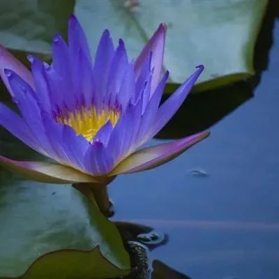 头像|中年佛系荷花莲花多人团头