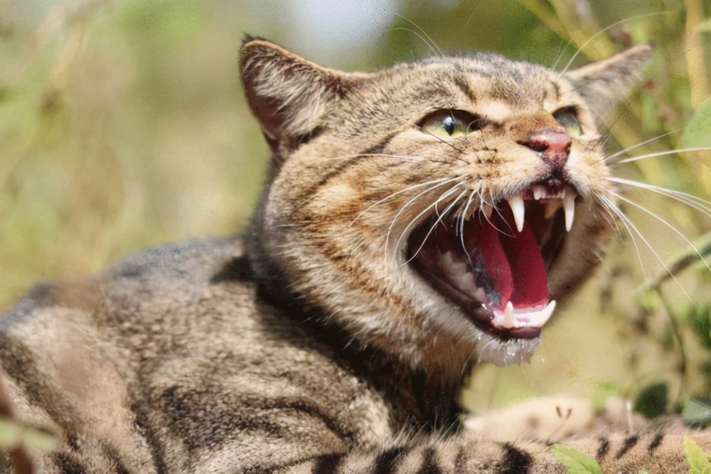 一脸凶相的澳洲野猫,自从猫踏上澳大利亚后,已有63种珍贵鸟类,爬行