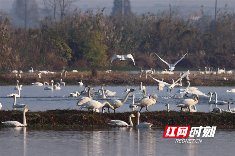 洞庭湖变身天鹅湖3000余只小天鹅飞来过冬