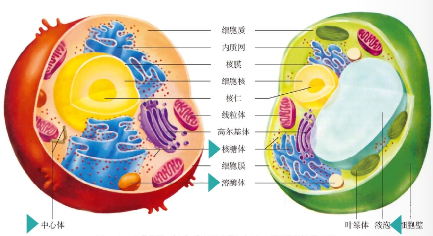 动植物细胞结构示意图