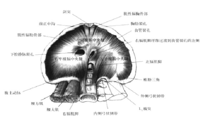 胸肋三角(sternocostal triangle:也称胸肋裂孔(st