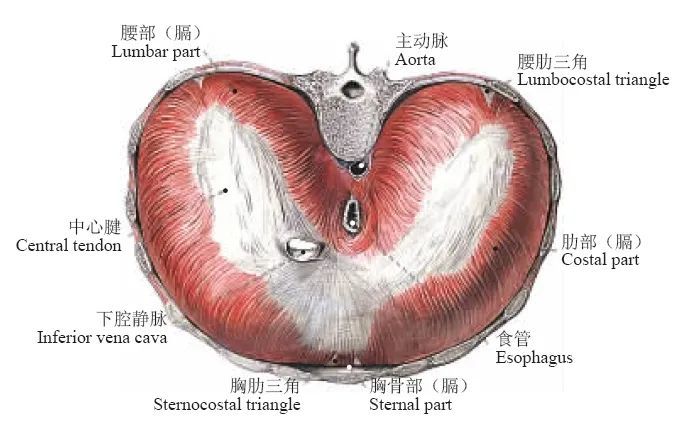 椎体水平的中心腱内,靠前上,右膈神经的分支伴行下腔静脉通过此裂孔