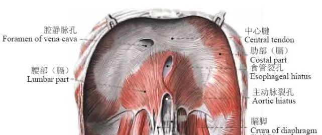 裂孔,下段处于下腔静脉下部和右肾动脉后内侧;邻近外侧弓状韧带可见一