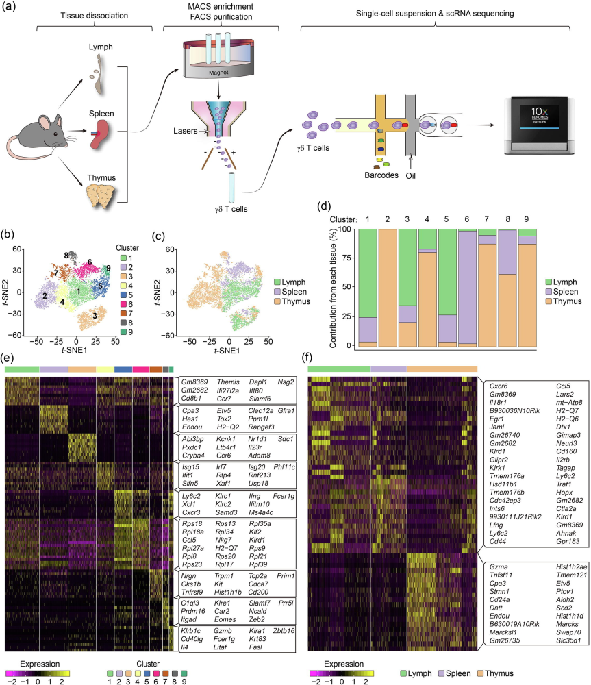 欧易生物单细胞测序助力解析小鼠不同器官γ δ T细胞异质性图谱 腾讯新闻