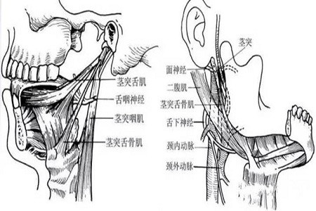 茎突综合征是个什么情况?