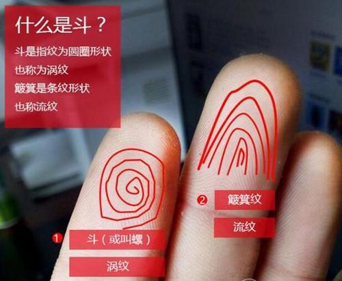 指纹最常见的是"斗"和"箕",另外还有弓线纹等杂形纹.