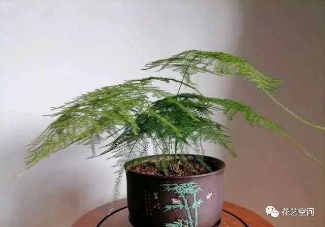 它可以预防文竹的叶片发黄,调节土壤不断呈现酸性,有利于花根生长粗壮