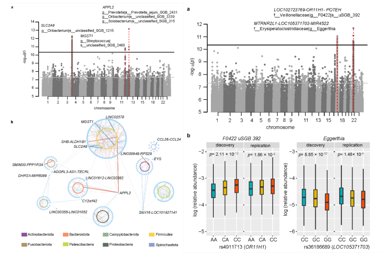 的4个可以被很好地重现: 人appl2(rs1196764)基因与舌苔菌prevotella