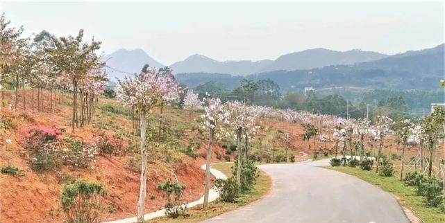 丹竹雷公山开发生态旅游项目(一期),大新文澜书院,白马双英等项目如期