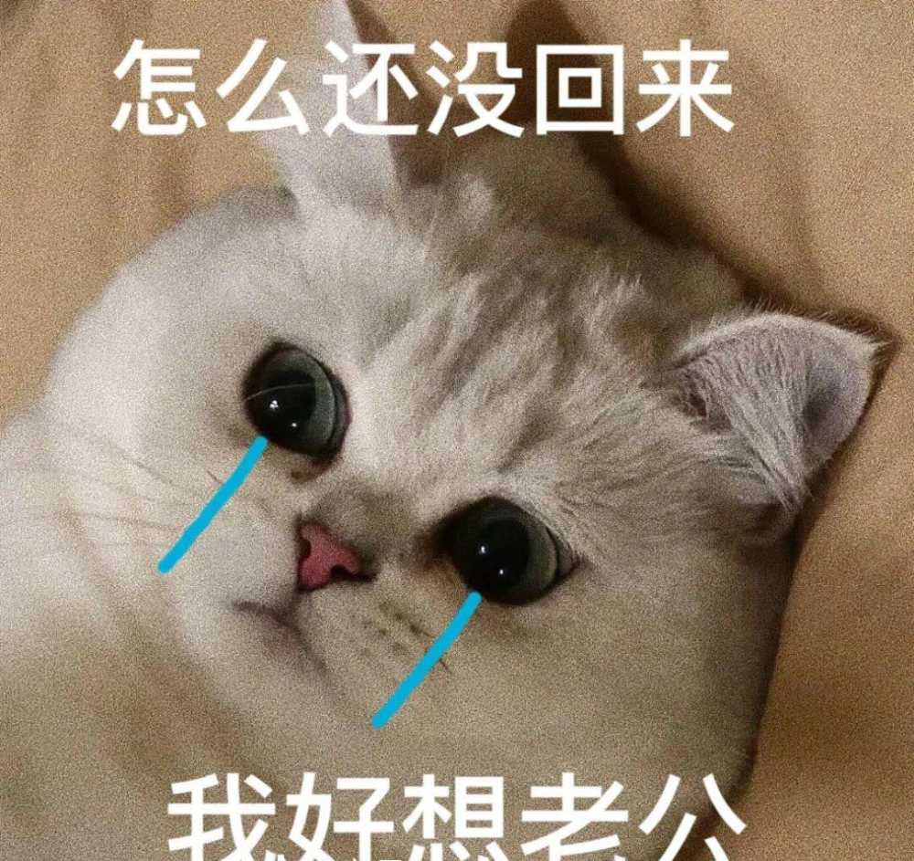 呜呜呜我摊牌了我是老公奴猫咪表情包