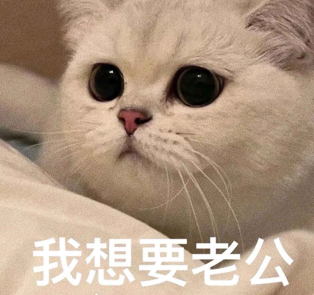 呜呜呜我摊牌了我是老公奴猫咪表情包