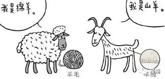 羊毛粗一些,羊绒细一些…吧…让我们先来回答一个简单的问题:啥是羊毛