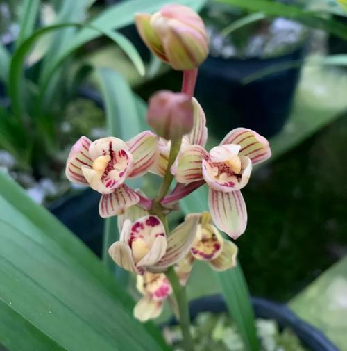 建兰老品种"金荷,花型优美,平价实惠,花开后满屋飘香